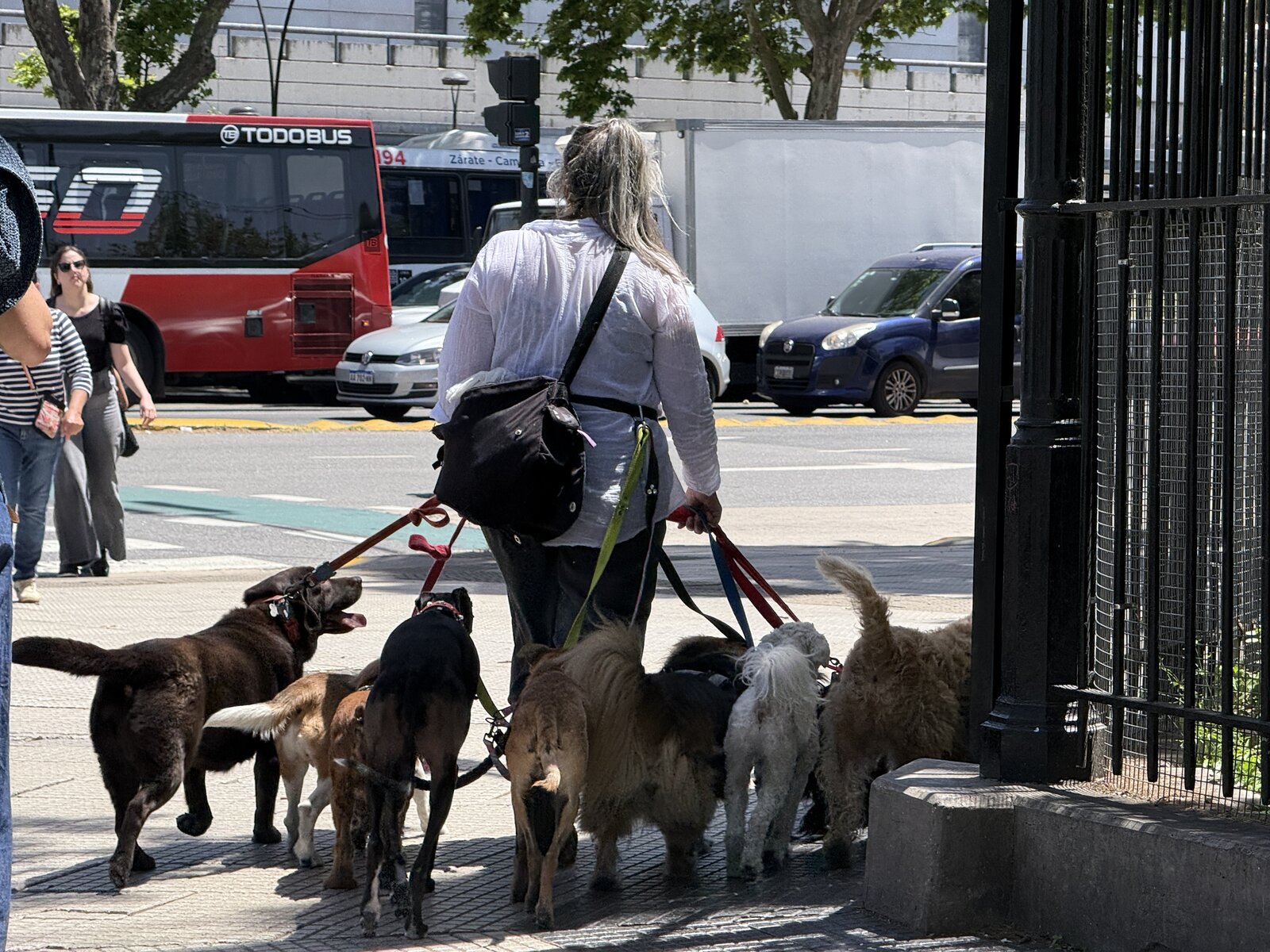 Professional dog walker with many dogs on a Buenos Aires sidewalk