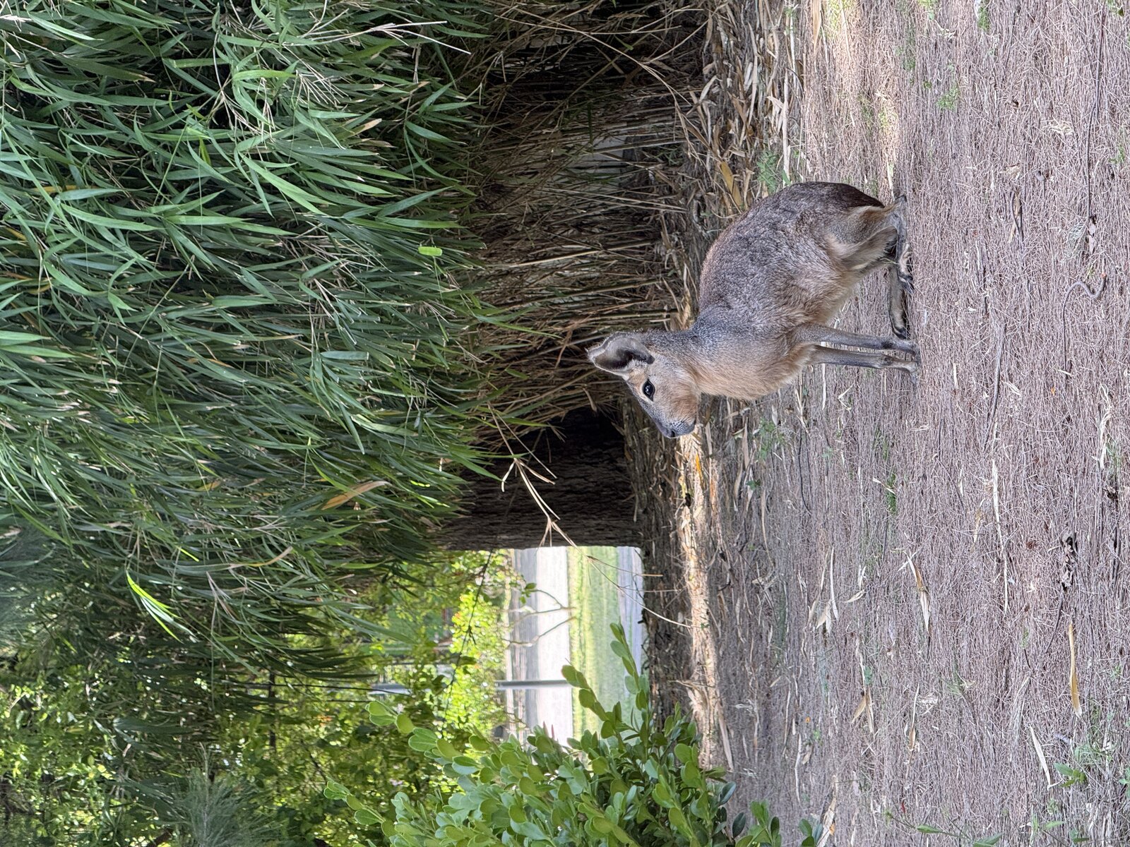 A Patagonian mara sitting on the grass